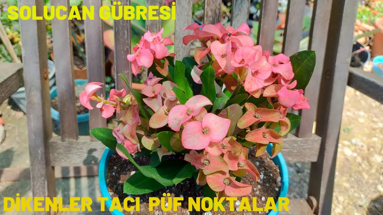 Dikenler Tacı Saksı Değişimi Püf Noktaları / Solucan Gübresi Kullanımı