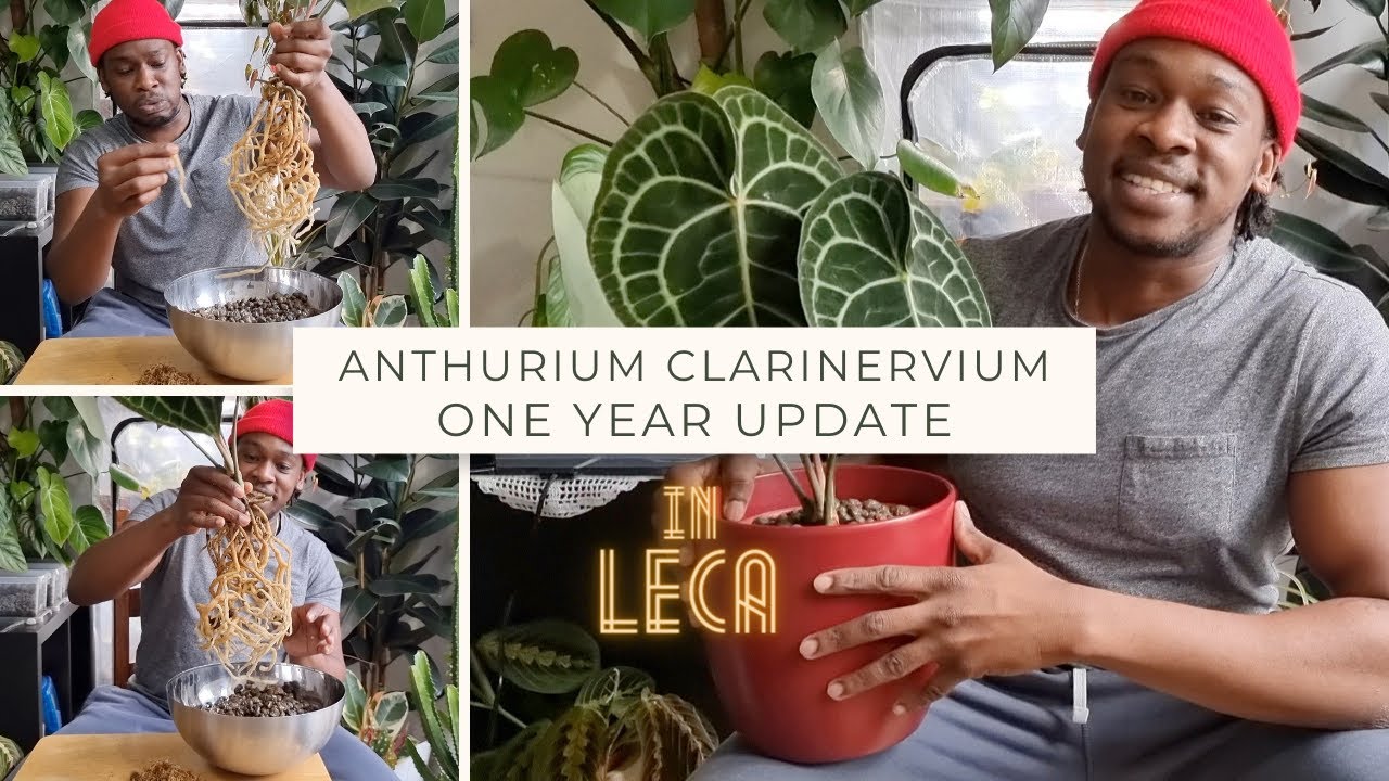 Anthurium Clarinervium - One Year in LECA | What happened?!