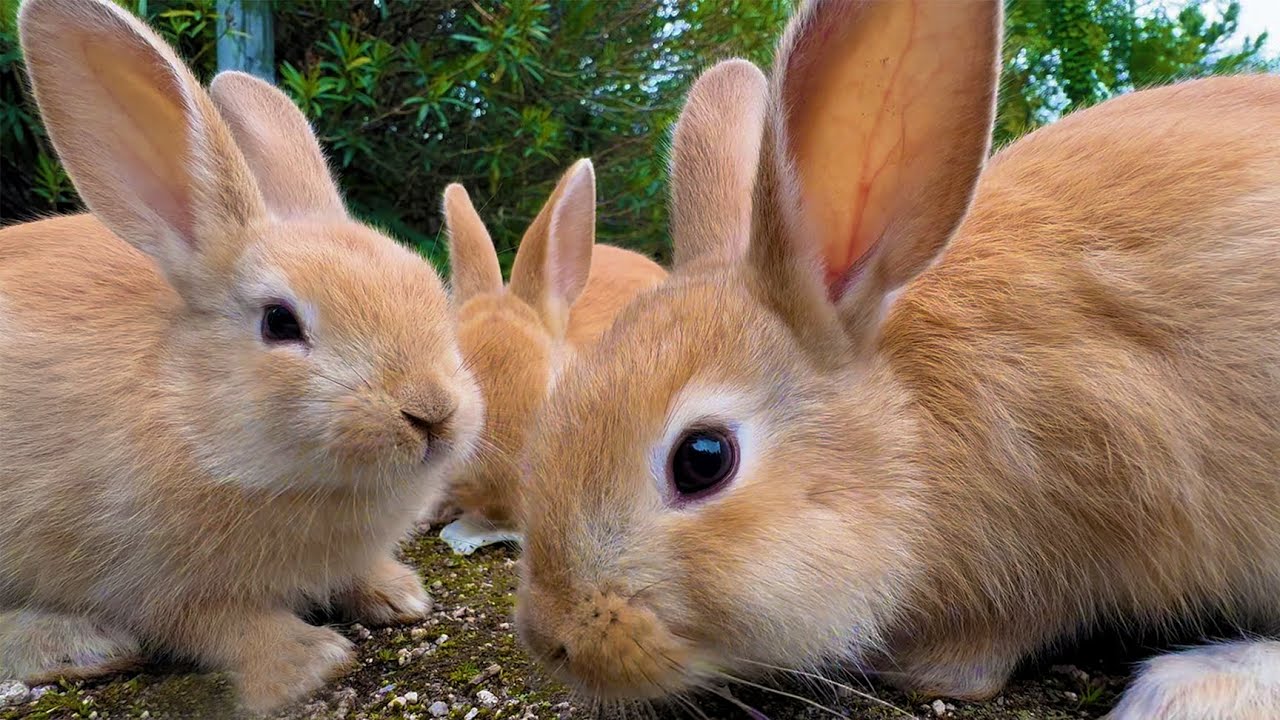 The Only Rabbit Island in the World –Japan’s Rabbits Paradise with over 900 Free-Roaming Bunnies!