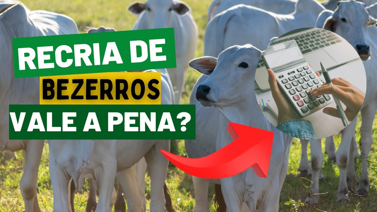 O erro fatal na RECRIA de bezerros (+ solução para lucrar)