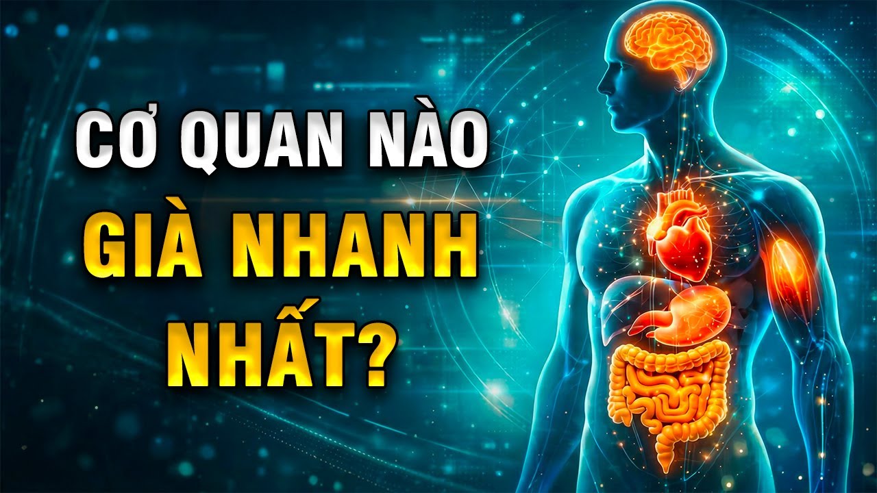 Cơ Quan Nào Già Nhanh Nhất? Sự Thật Khoa Học Về Lão Hóa Không Đồng Loạt | Khoẻ Đẹp Tự Nhiên