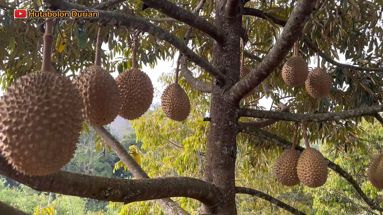 Durian Musangking ||Durian Premium ||Kebun Hutabolon Durian