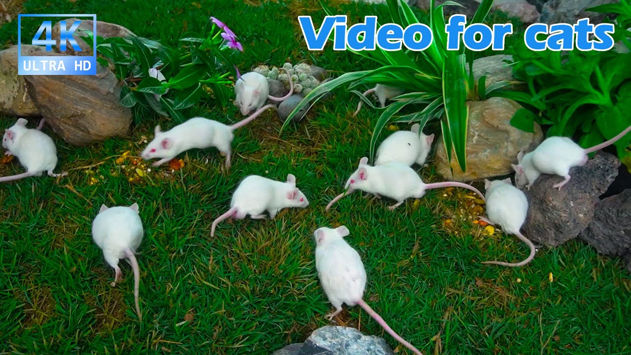 Cat TV for Cats to Watch 😺 White Mice Playing and Hiding in Garden Nature | 3.5H Relaxing 4K UHD