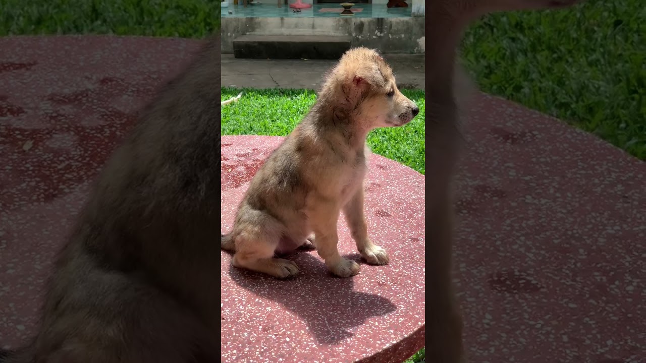 Free Time.Puppy’s life is Happy. #puppy #puppies #puppet #puppylife #dog #doglover