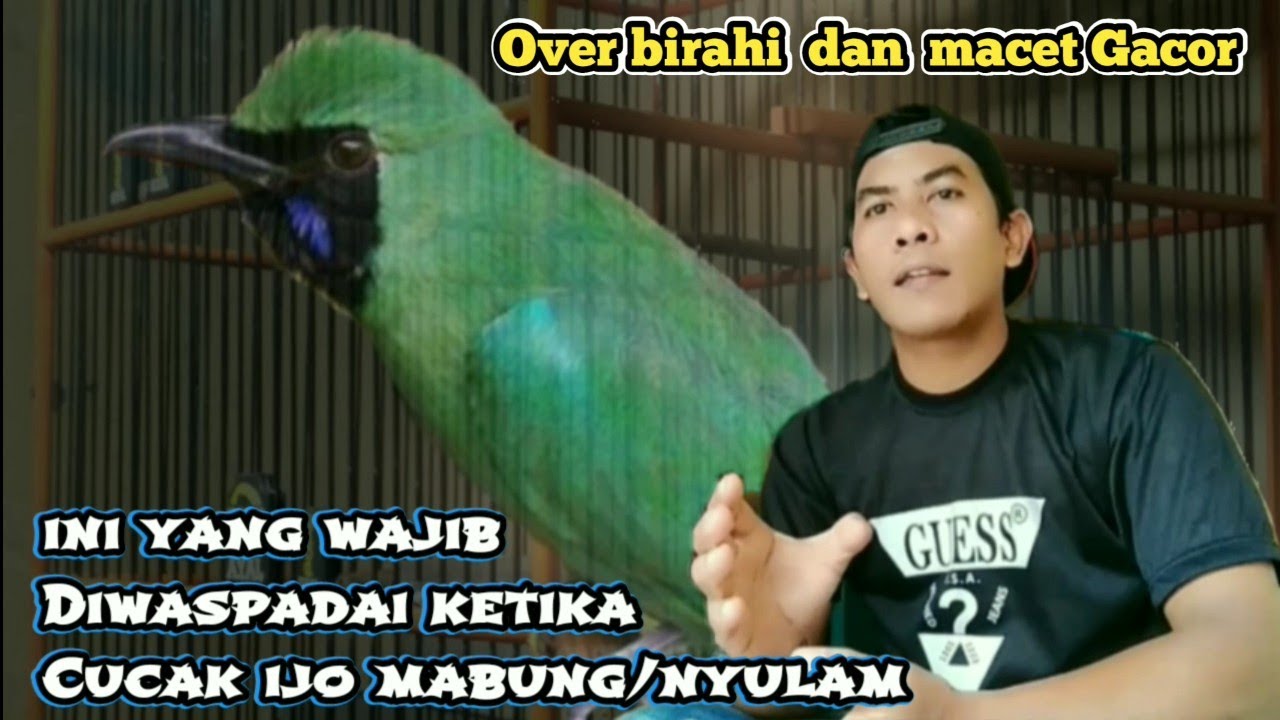 Yang wajib diketahui dalam merawat Cucak ijo mabung nyulam