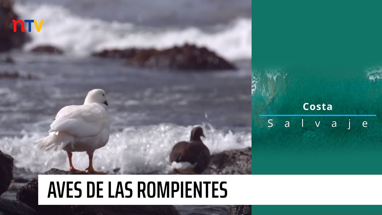 Aves de las Rompientes | Costa salvaje - T1E2