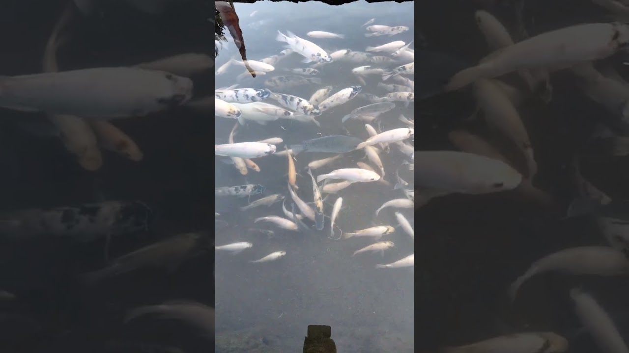 ikan ikan #shorts #shortsyoutube #youtubeshorts #ikan #kolamikan