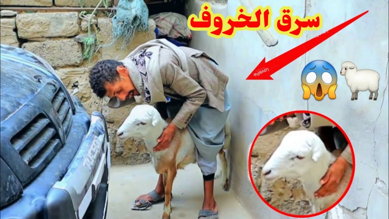 ابو حطب سرق الكبش وهرب🤣🐏 ||شاهد ايش الى حصل كوميدي 2022