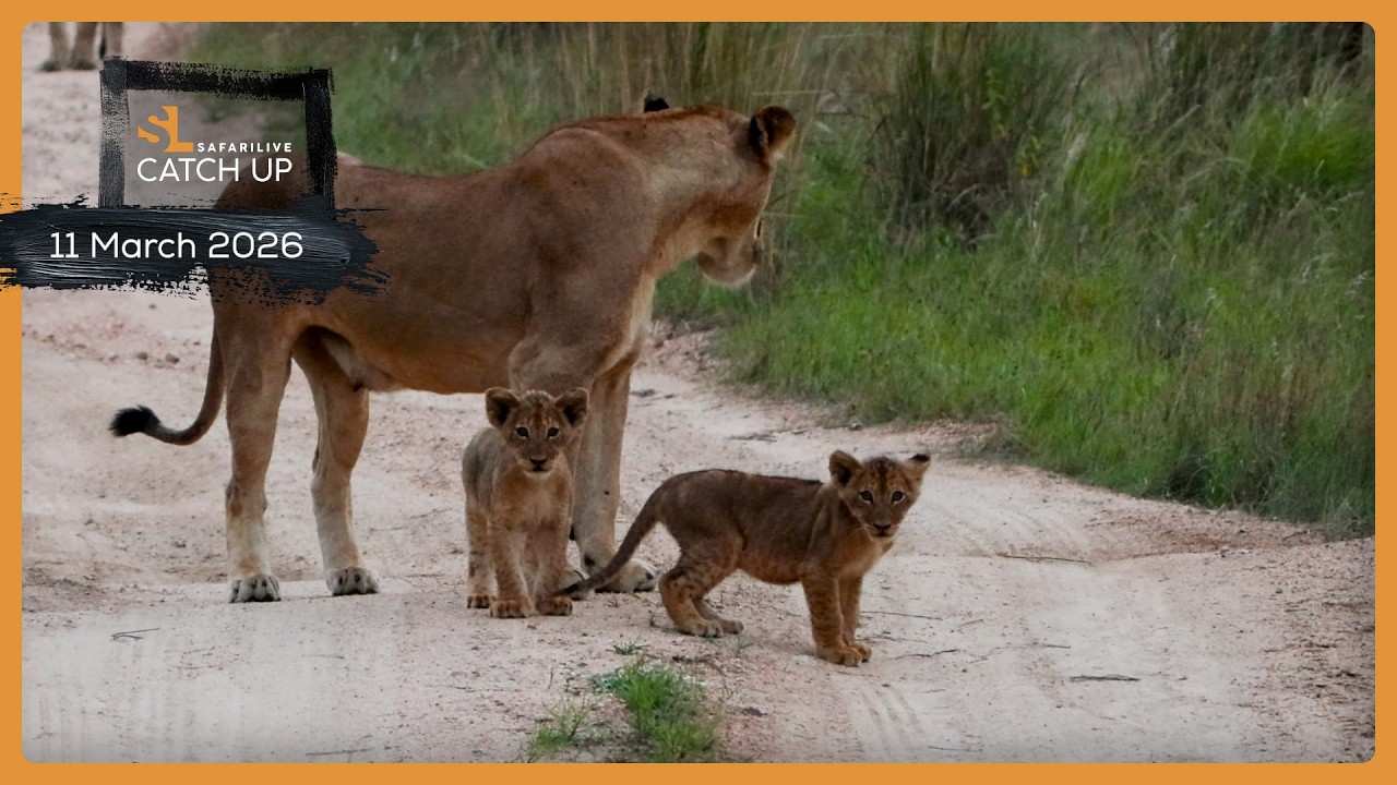 Новые члены Black Dam Pride — SafariLIVE Catch Up, 11 марта 2026 г.