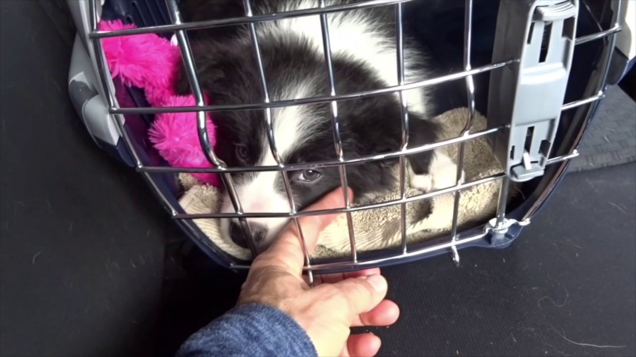 L'arrivée du chiot:  Trajet en voiture et première journée.
