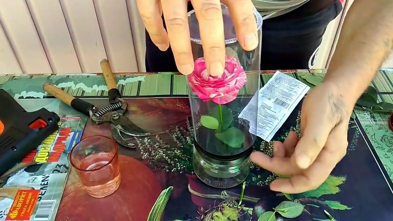 Как сделать розу в колбе в домашних условиях