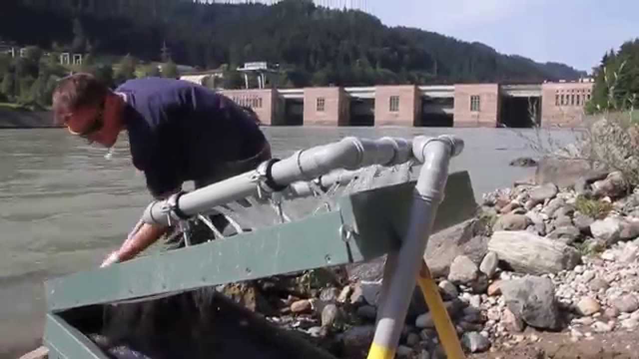Drava kot zlatonosna reka