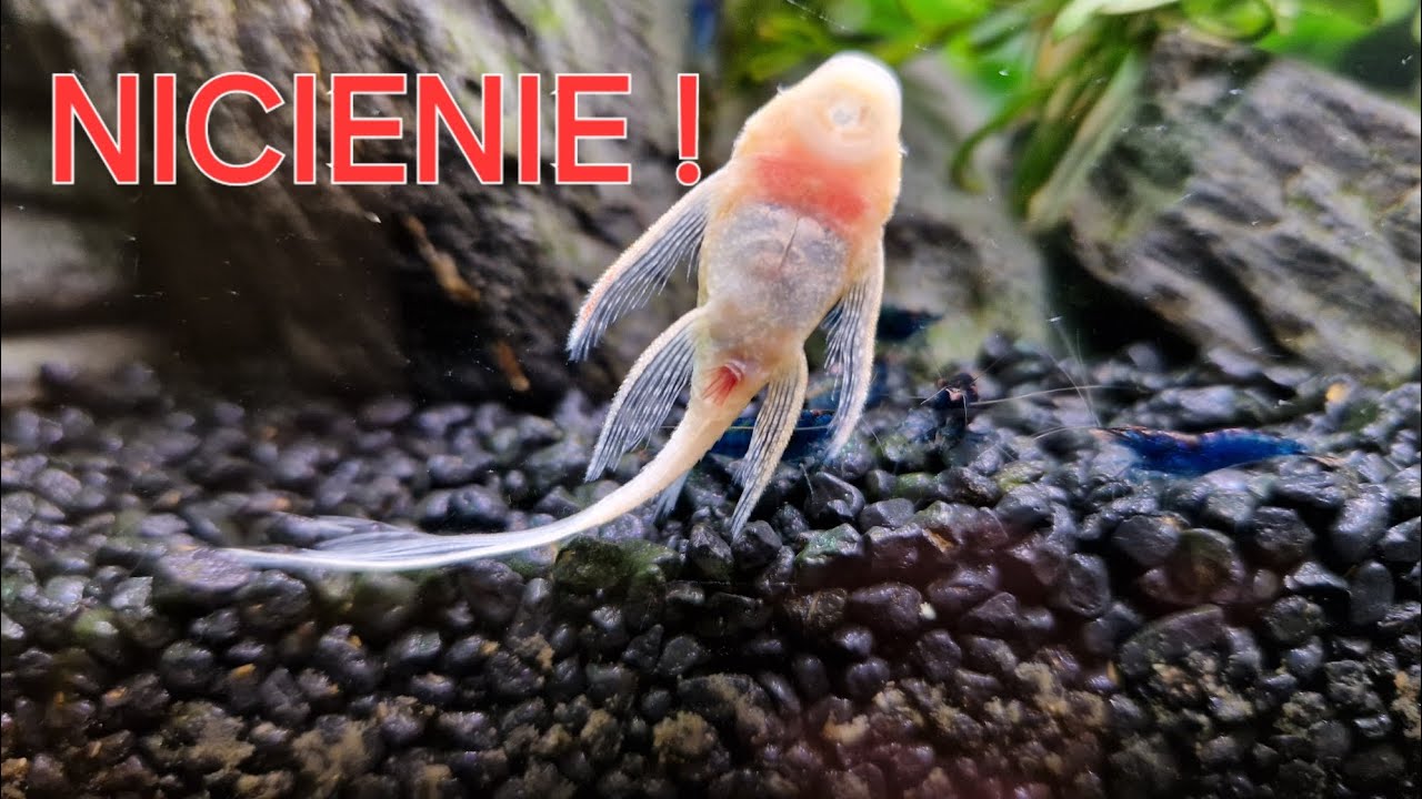 Capisol vs. krewetki i ślimaki. odrobaczenie ryb. Zoolek Nicienie