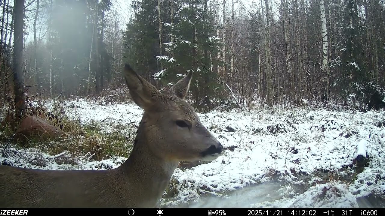 Wildlife Trail Camera Videos/Rajakaamera/ Wildcamera vol 48