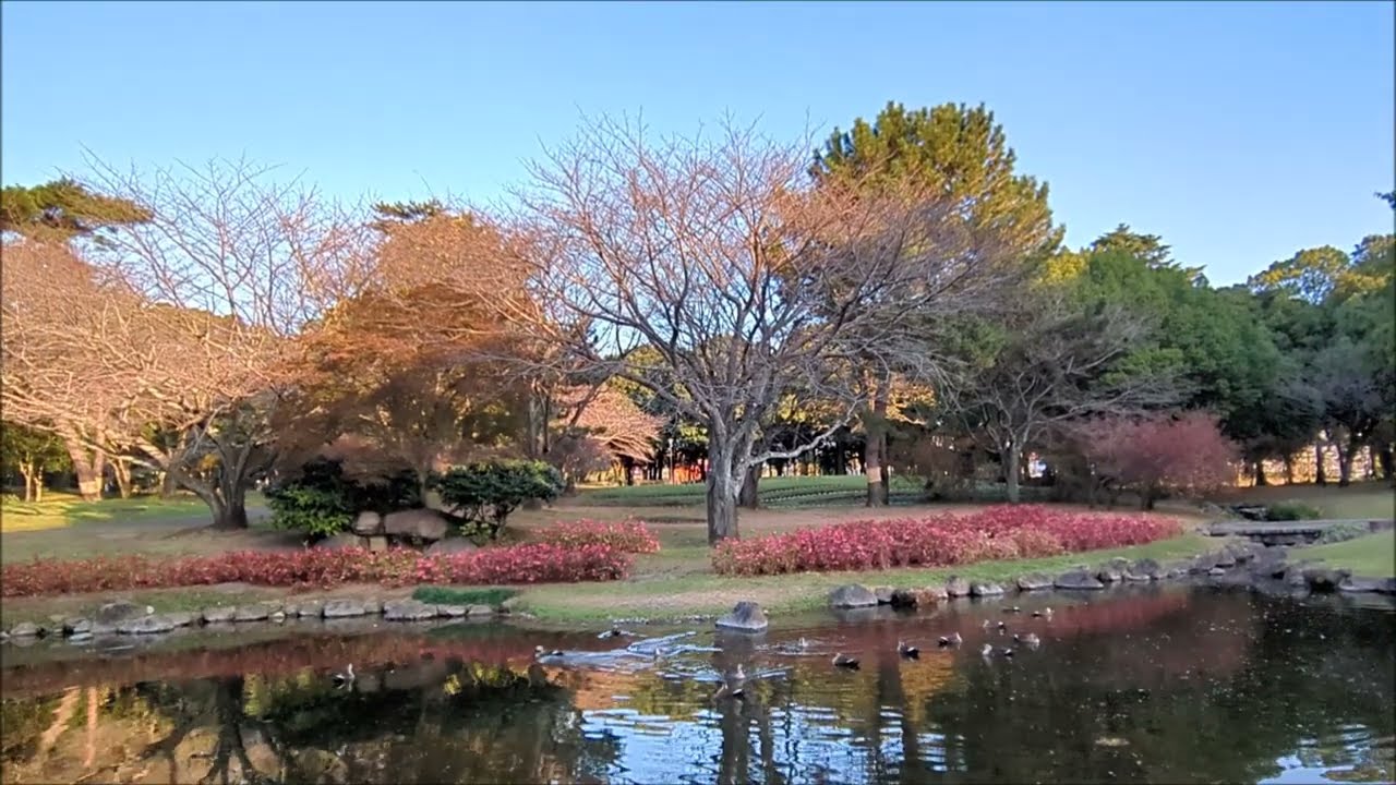 別府公園🌳🐦 Morning Walk: Beppu Park (15/11/2023)