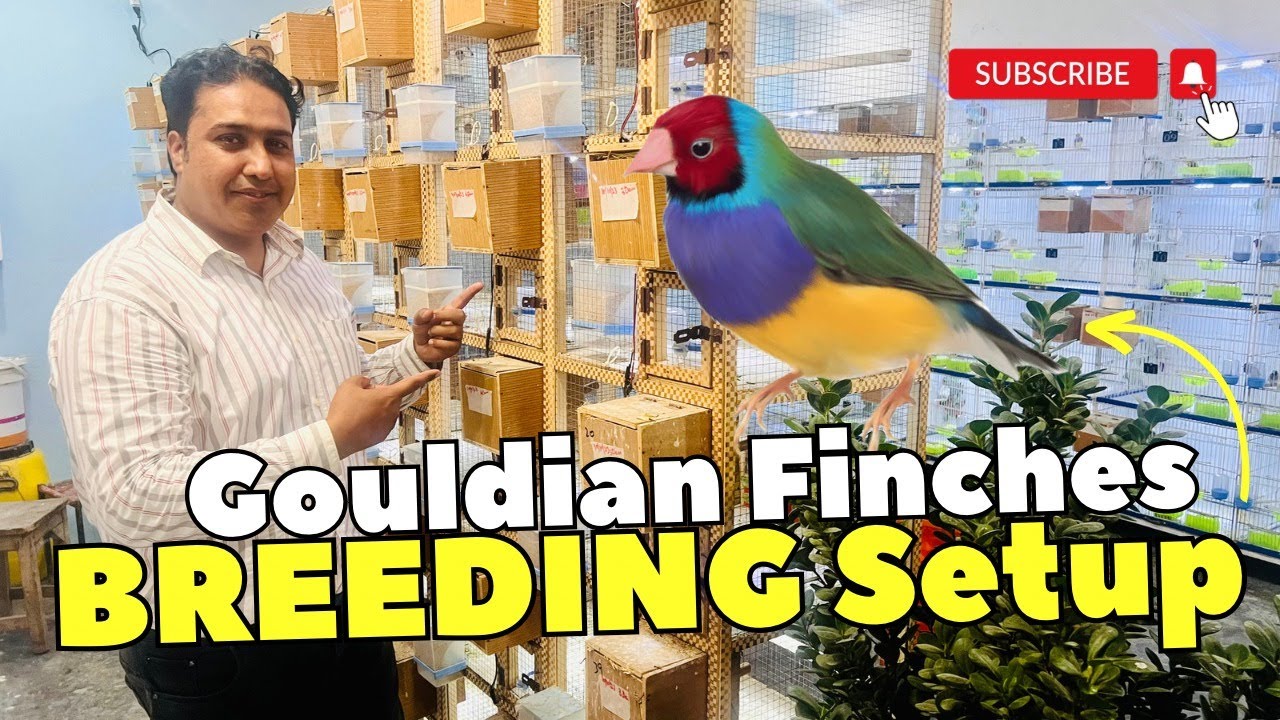 Gouldian Finches Breeding Setup | Gouldian Finches Chicks | Pakistan Ostrich Farm