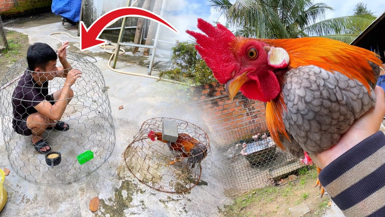 Bất Ngờ Với Tiếng Gáy Của Gà Trống Khi Sang Qua Lồng Mới 😂 | Tí Xi