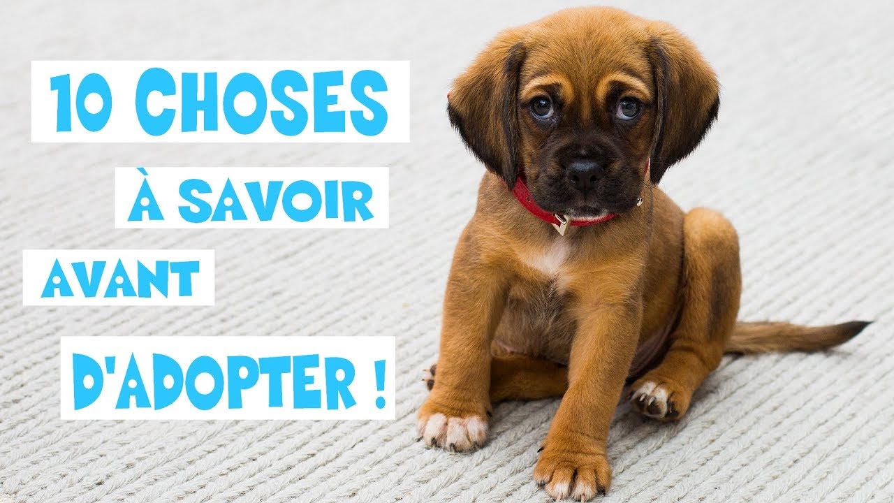 LES 10 CHOSES À SAVOIR AVANT D'ADOPTER ! - [Bonus] ACDR FAMILY #20