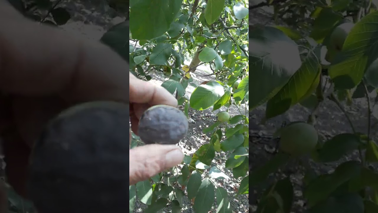 معلومات مهمة جدا للعناية بشجر الجوز