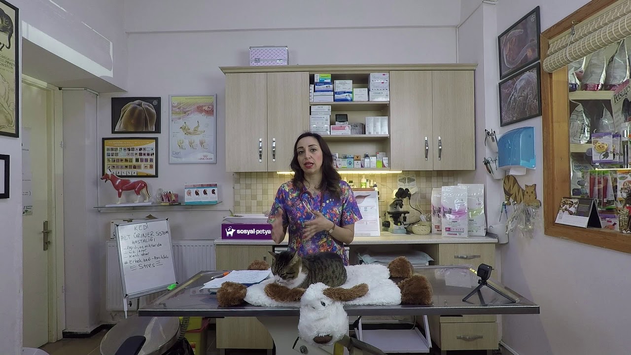 Kedi Alt Üriner Sistem Hastalıkları- Vet. Hek. Gizem TAKTAK-Kedilerde Sistit