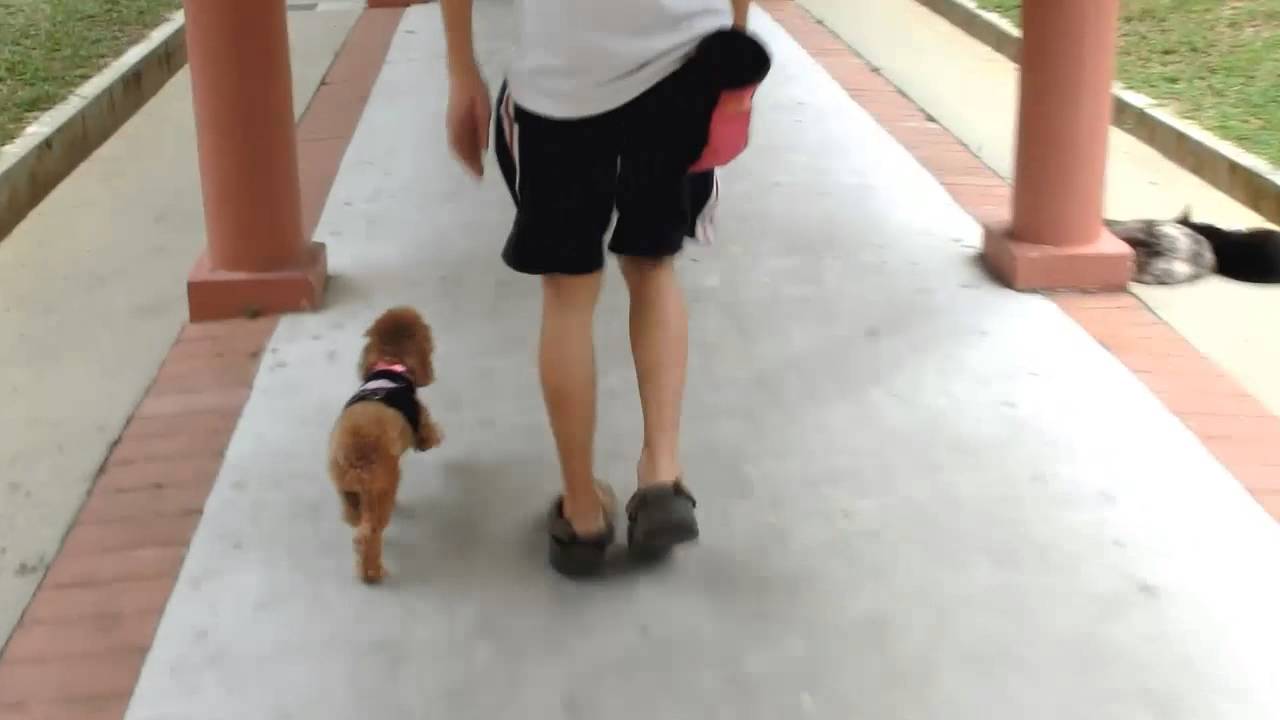 Amber Toy Poodle - Off Leash Training 1