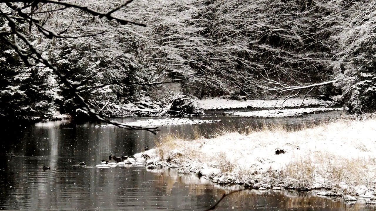 Bosques invernales - Rusia