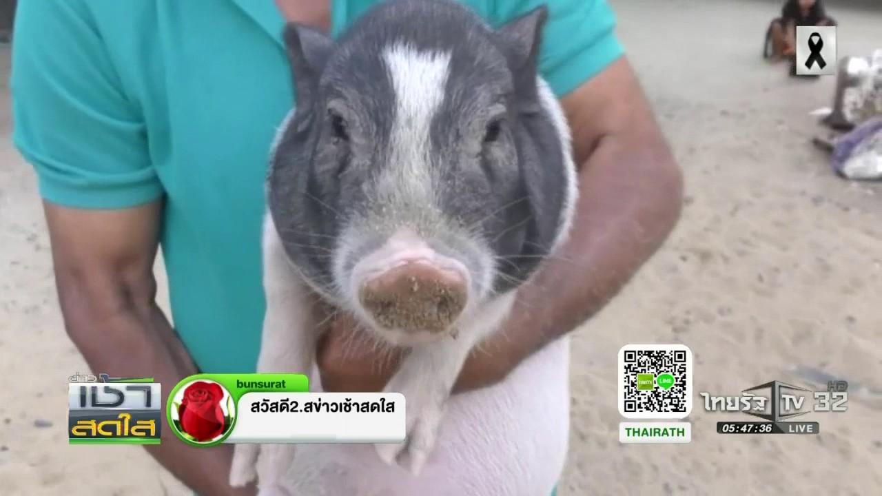 ขำกลิ้งหมูกับหมา เพื่อนรักต่างสายพันธุ์ทำตัวเหมือนกัน | 20-12-59 | ข่าวเช้าสดใส
