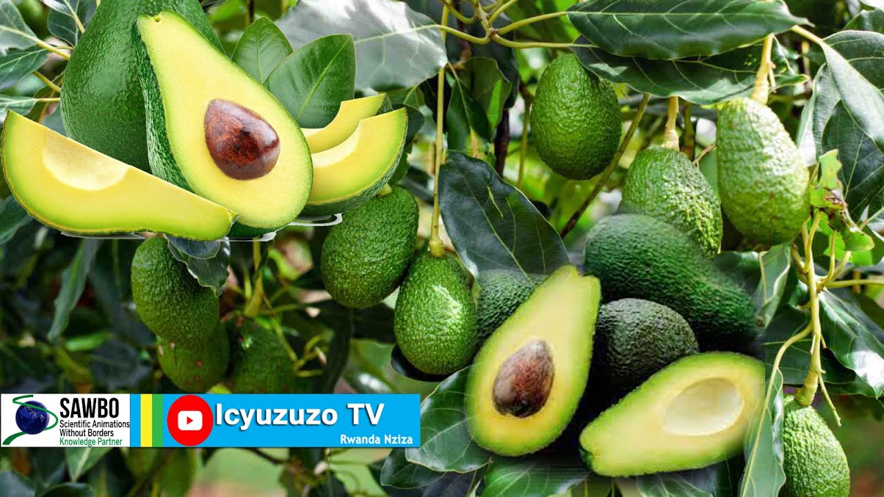 Huye/Tumba| igiti kimwe cy' 