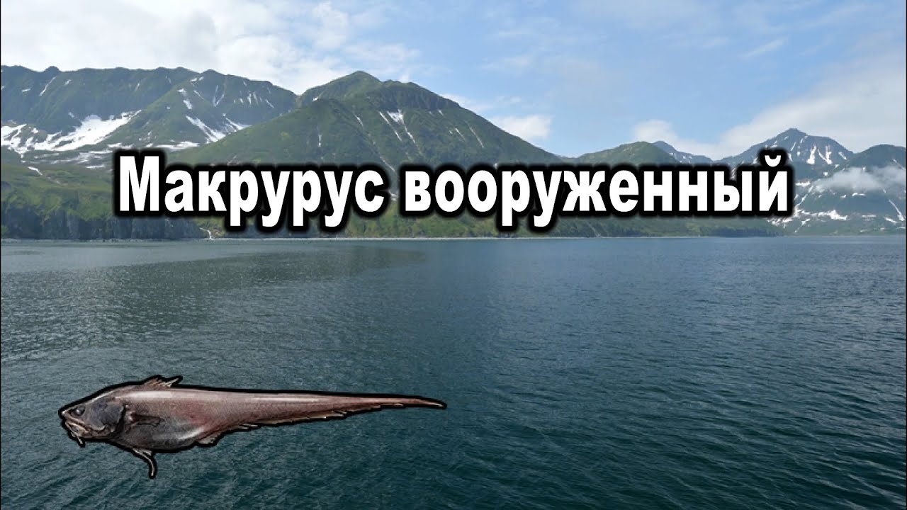РР3. (Russian Fushing). Макрурус вооруженный.