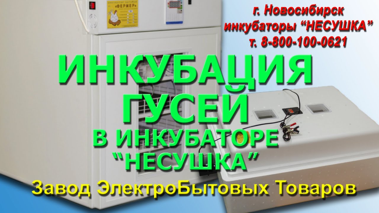 Инкубация гусей в инкубаторе Несушка с регулировкой влажности