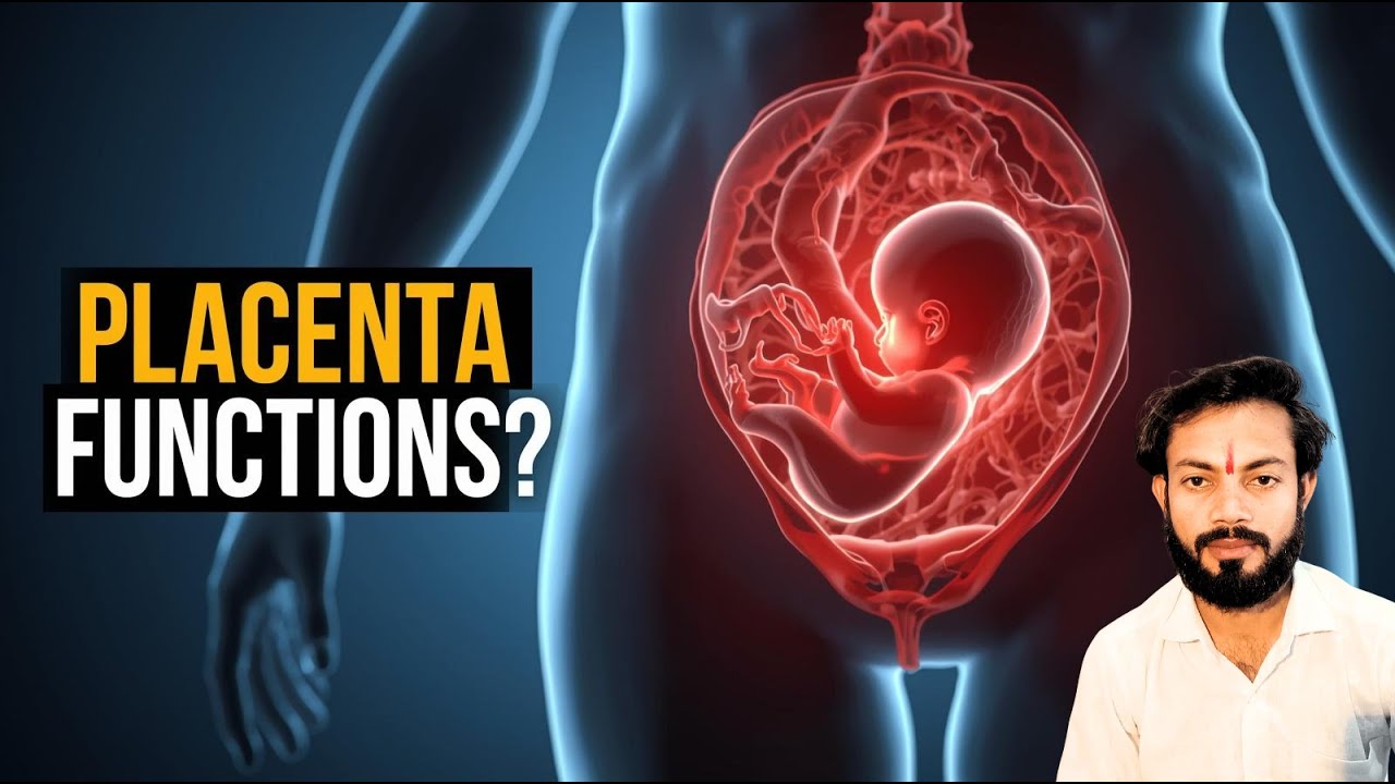 मानव में प्लेसेंटा के कार्य | Function of Placenta in Human | Biology