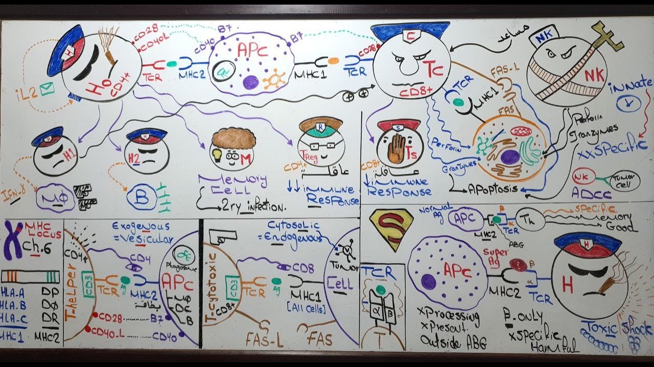 Cell mediated immunity (Lecture 13) (Module 309)