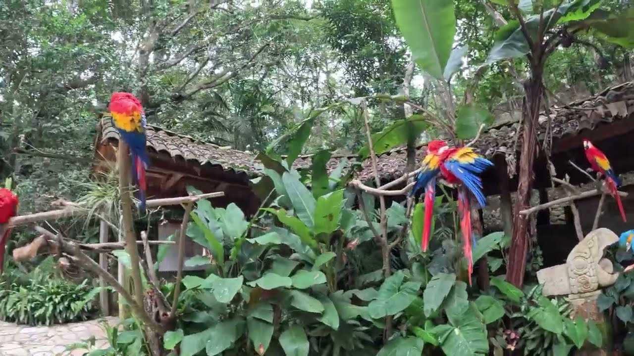 Macaw Montain
