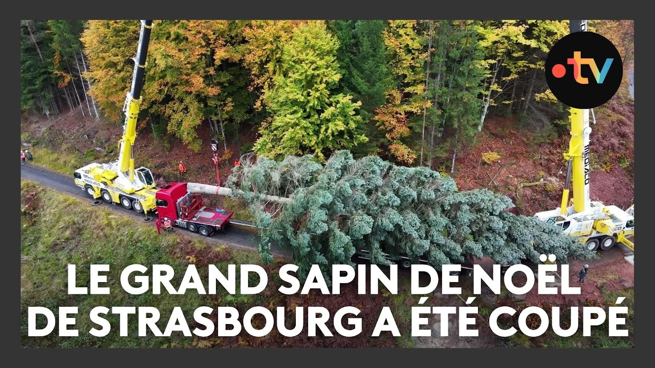 Le grand sapin de No&euml;l de Strasbourg a &eacute;t&eacute; coup&eacute;, il mesure 30 m&egrave;tres de haut