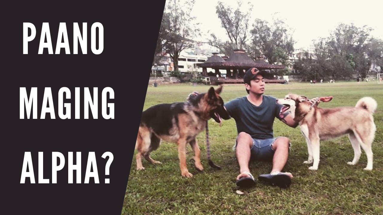 Vlog 174: DAPAT GAWIN PARA SUMUNOD ANG ASO #dogs #belgianmalinois #papsnikstv