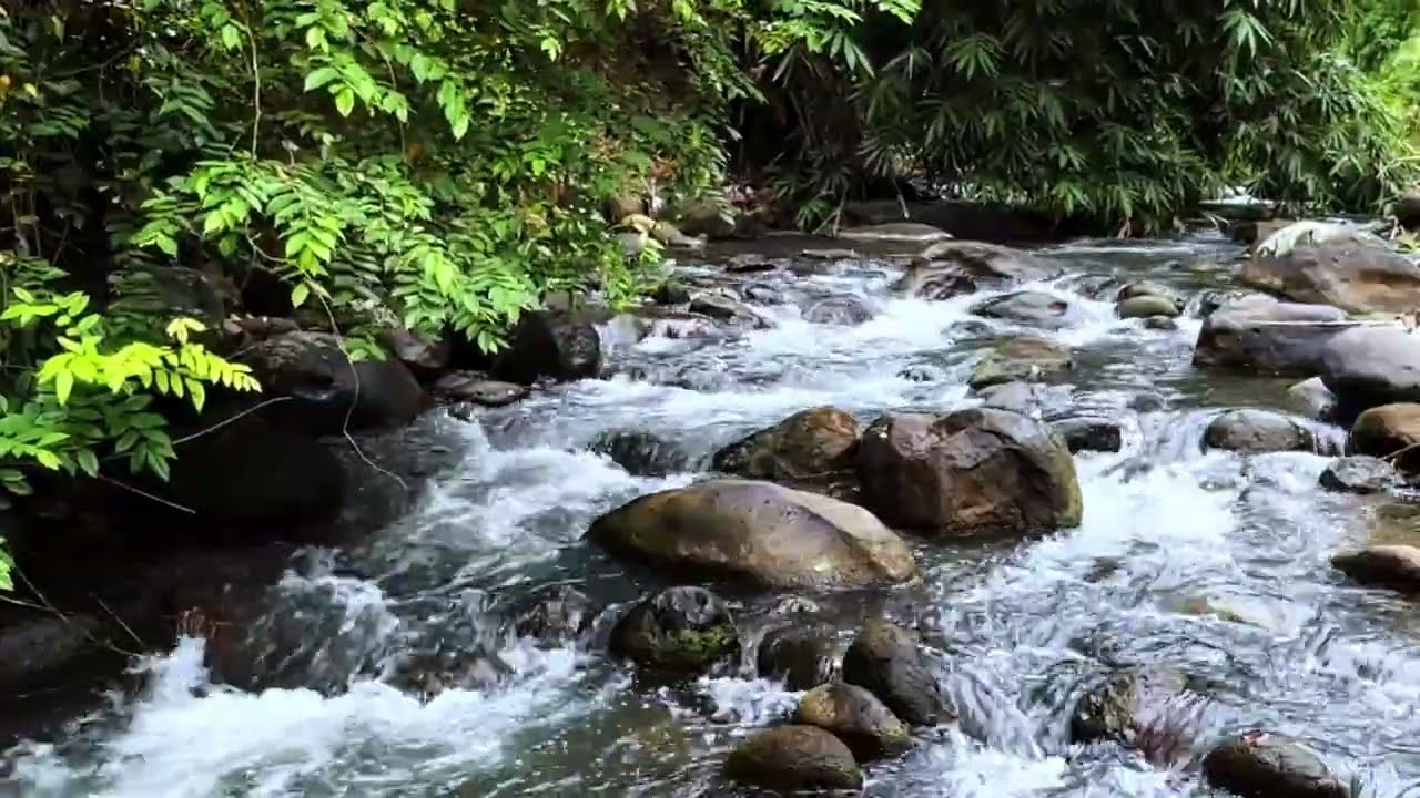 Peaceful Forest River at Dusk 🌿 Gentle Water Sounds for Deep Relaxation, Study & Sleep