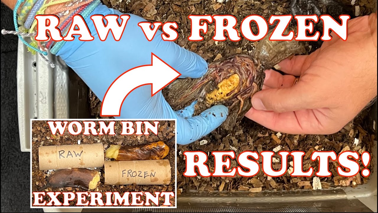 1000 Red Wigglers Choose a Winner: Raw vs Frozen Banana | Vermicompost Worm Farm