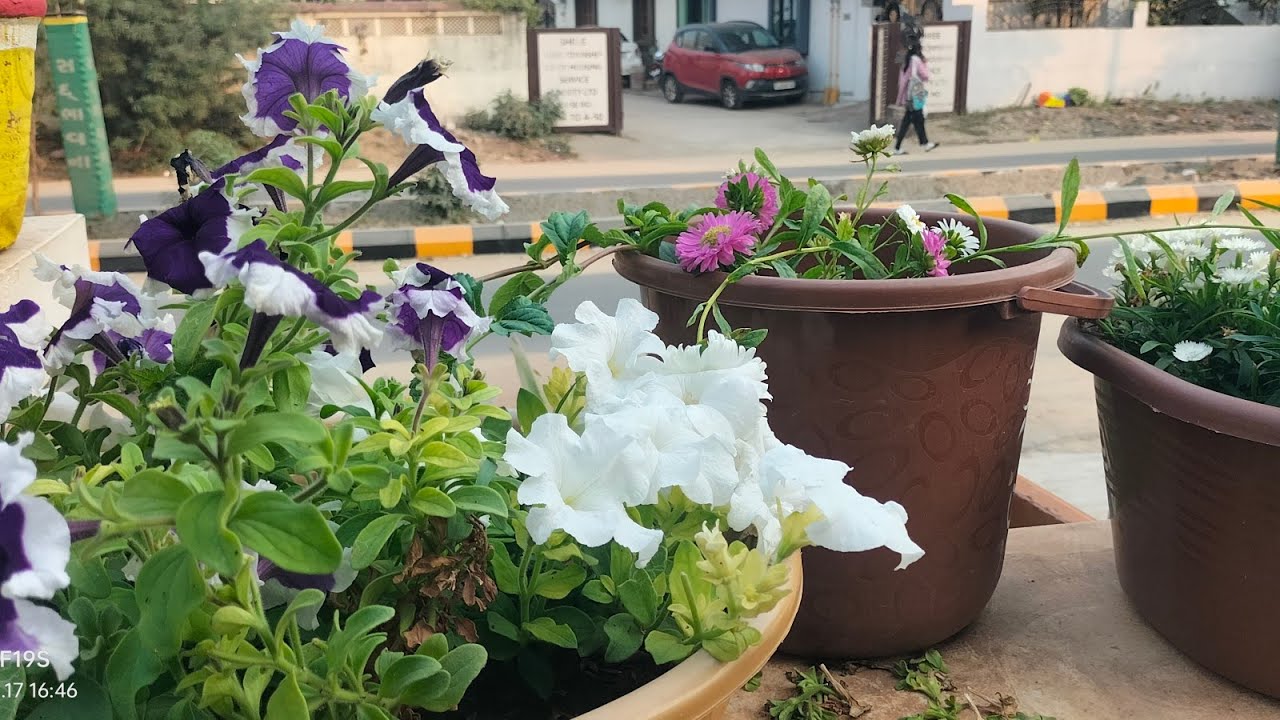  beautiful flowers blooming in my garden! Enjoy friend 😄! 
