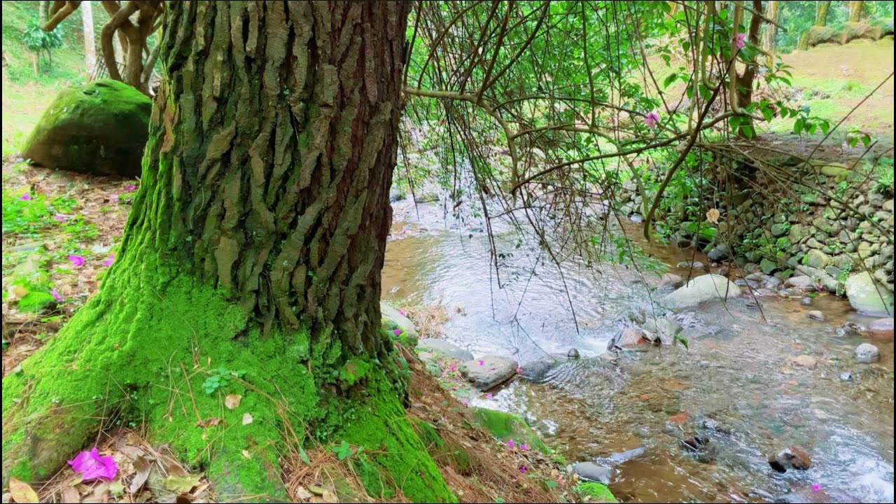 Spiritual Stream Sound,  Calming Background Ambience for Study, Meditation, Focus, Relax