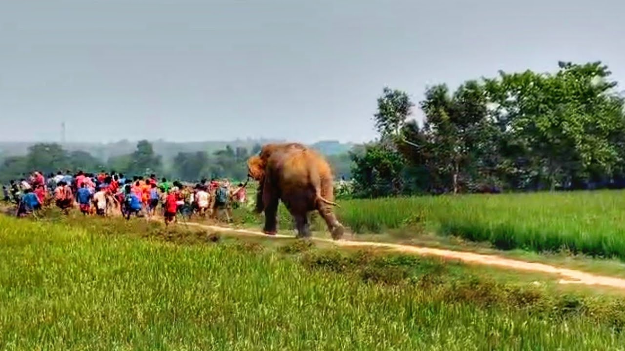Elephant Chasing Villagers in Jhargram