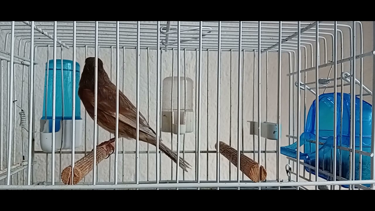 Cannabina x Jaspe canary