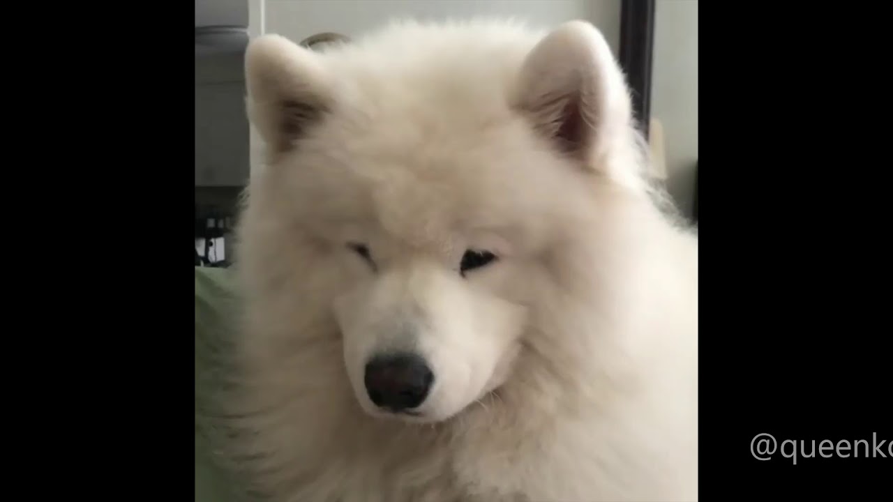 Cute Howling Samoyeds Compilation