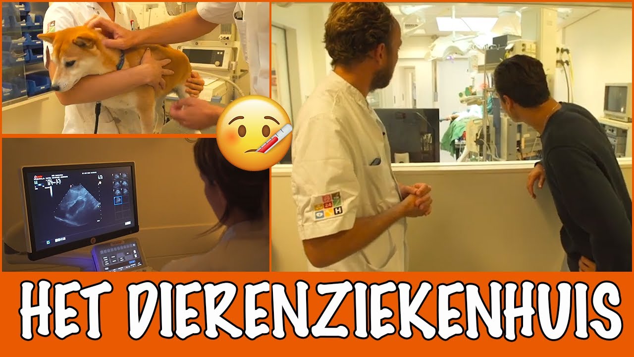 Floris loopt stage | DierenpraatTV