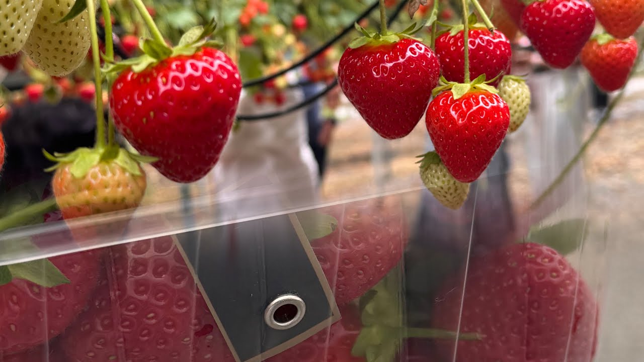 আয়ারল‍্যান্ডের Strawberry Farm কেমন হয়..নিজের হাতে Strawberry তুললাম…Strawberry picking in Ireland 🍓