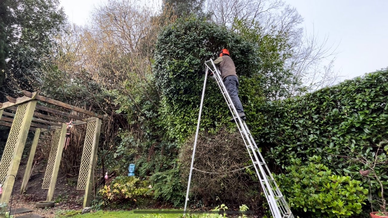 Overgrown Monster IVY Gets Cut Back!