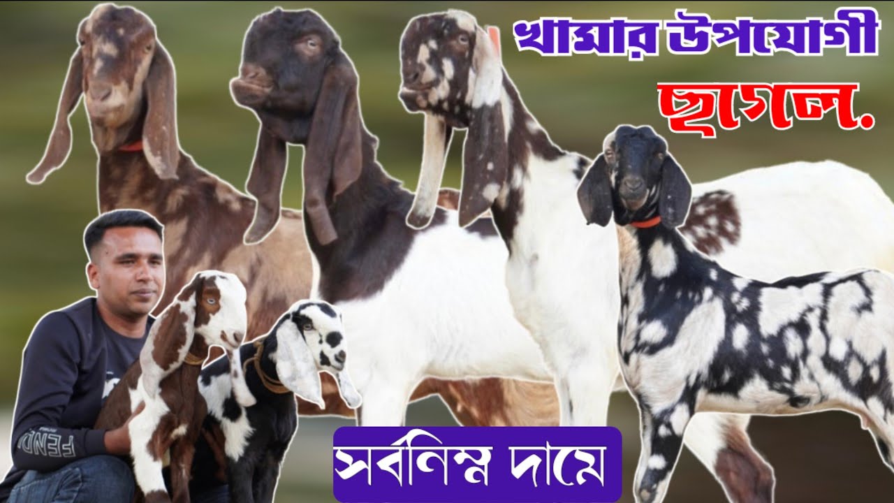 একেবারে হাই কোয়ালিটি উন্নত জাতের এবং ক্রস জাতের খামার উপযোগী গাভিন ছাগল দুধের ছাগল ও বাচ্চা ছাগল  |