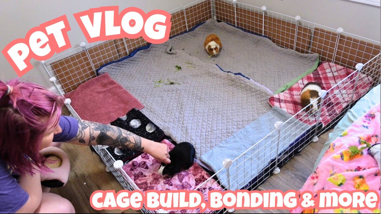 how to build a HUGE guinea pig cage for UNDER $50!