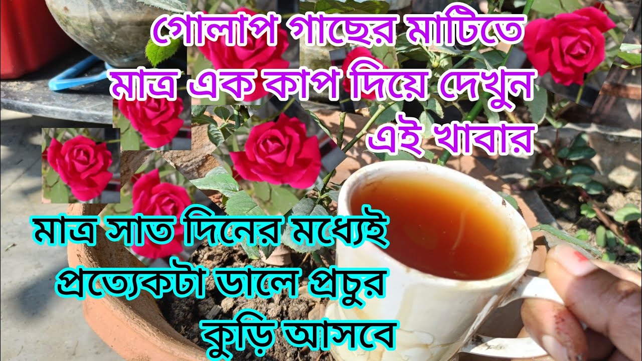 গোলাপ গাছে মাত্র এক কাপ দিলেই ৭ দিনে প্রচুর কুড়ি আসবে | Best homemade fertilizer for rose plant 
