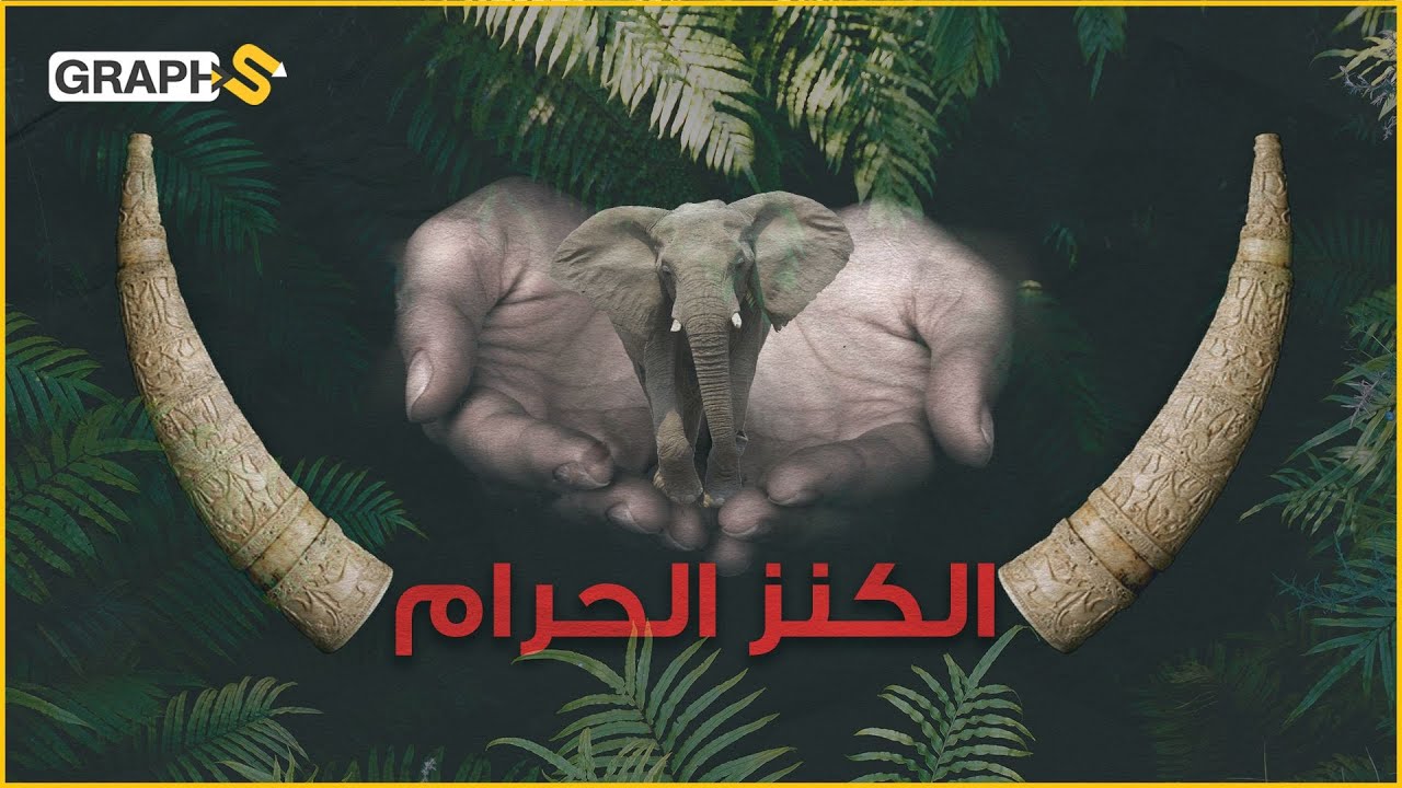 تفوق قيمته الماس والذهب وتجارته تقتل فيلاً كل ربع ساعة.. العاج كنز أفريقيا المحرم