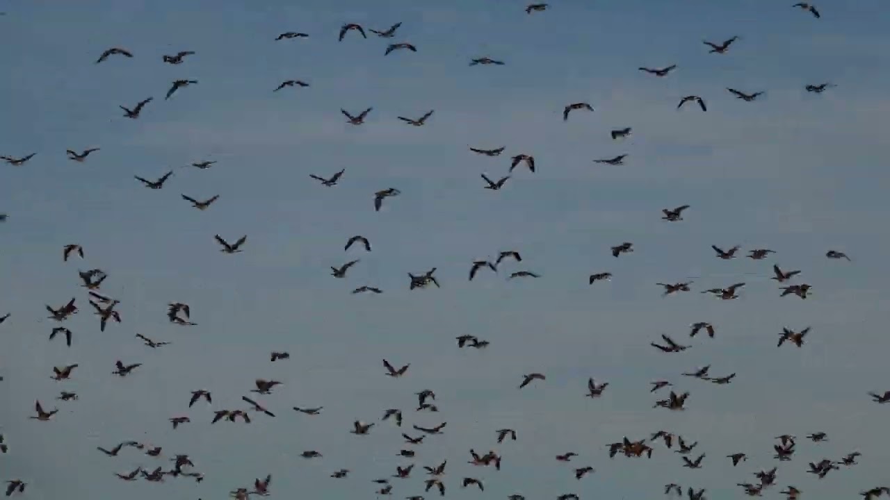 Geese take off at Stearns Lake Colorado